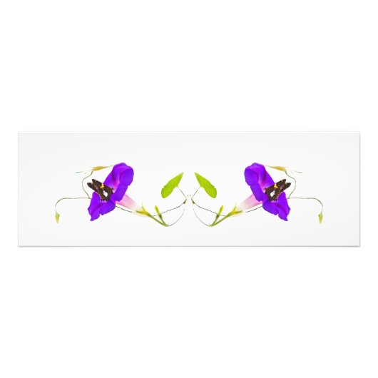 朝顔と蝶 フォトプリント            (正面)