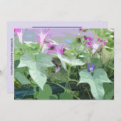 朝顔のノートカードデザイン サンキューカード (正面/裏面)