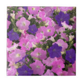 朝顔のピンクと紫の花の写真 タイル (正面)