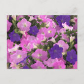 朝顔のピンクと紫の花の写真 ポストカード (正面)