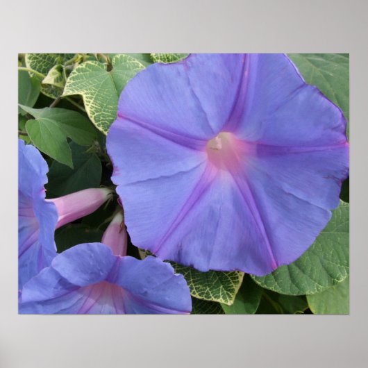 朝顔のポスター ポスター (正面)
