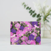 朝顔の写真ピンクと紫の花 ポストカード (スタンド正面)