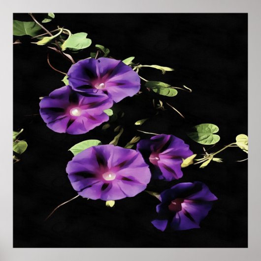 朝顔の花が黒で切り離されている ポスター (正面)