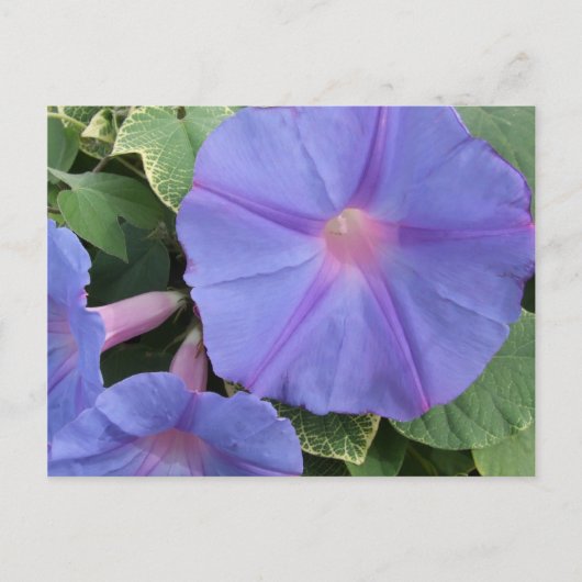 朝顔の花はがき ポストカード (正面)