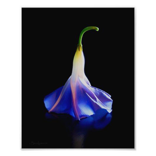 朝顔の花2 フォトプリント            (正面)
