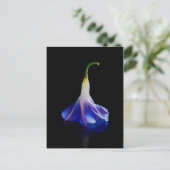 朝顔の花2 ポストカード (スタンド正面)