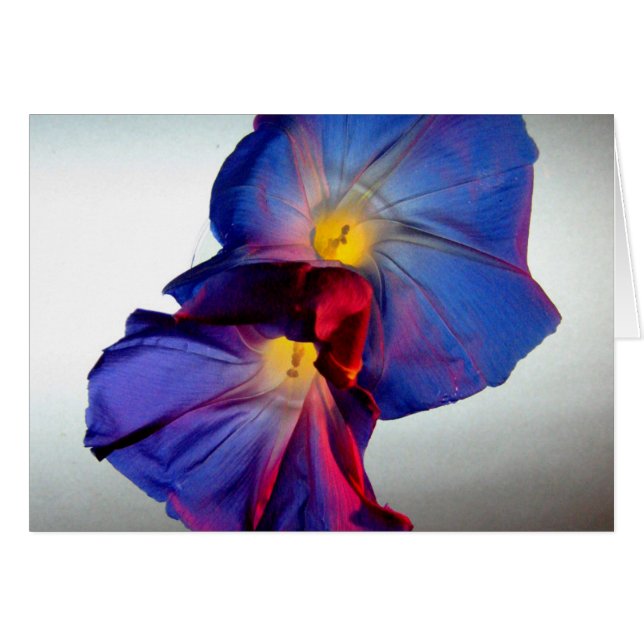 朝顔の花3 (正面横)