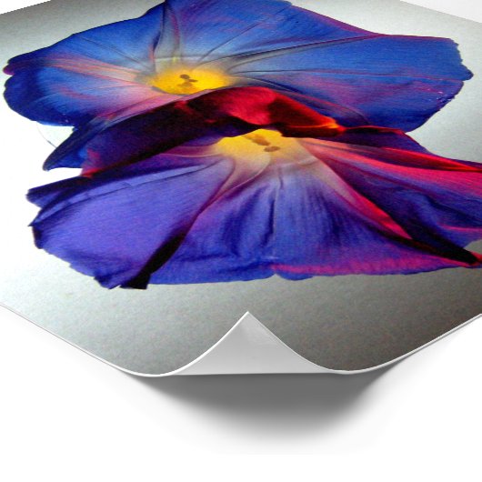 朝顔の花3 ポスター (角)