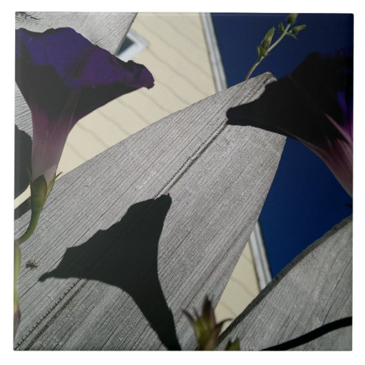 朝顔の花 タイル (正面)