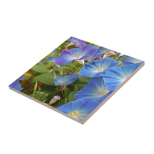 朝顔の花 タイル (側面)