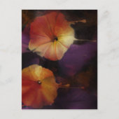 朝顔の花 ポストカード (正面)
