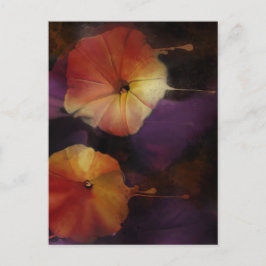 朝顔の花 ポストカード
