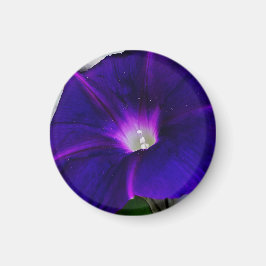 朝顔の花  マグネット