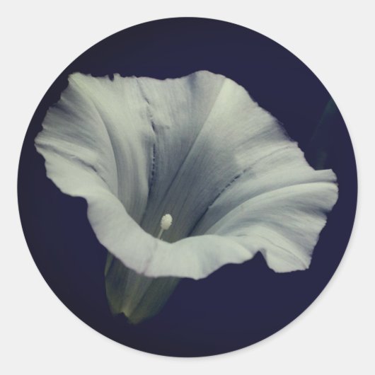 朝顔の花 ラウンドシール (正面)
