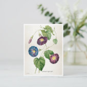 朝顔の花 | Pierre-Joseph Redote ポストカード (スタンド正面)