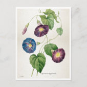 朝顔の花 | Pierre-Joseph Redote ポストカード (正面)