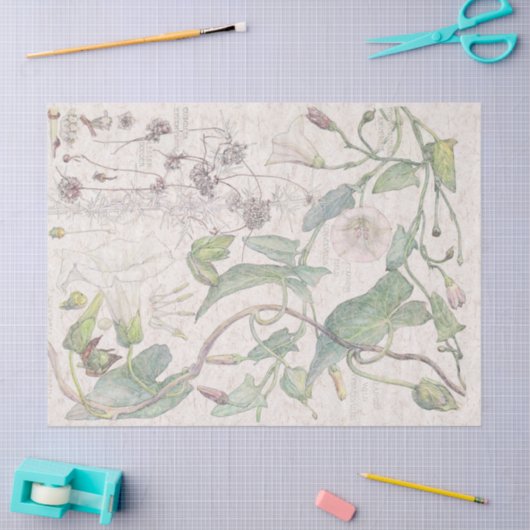 朝顔の野生の花によってはティッシュペーパーが開花します 薄葉紙 (クラフト)