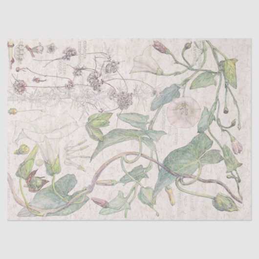 朝顔の野生の花によってはティッシュペーパーが開花します 薄葉紙 (正面)