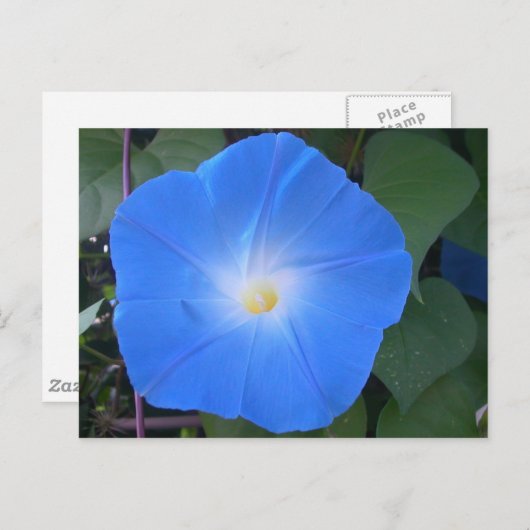 朝顔はがき ポストカード (正面/裏面)