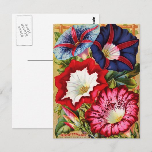 朝顔はがき ポストカード (正面/裏面)