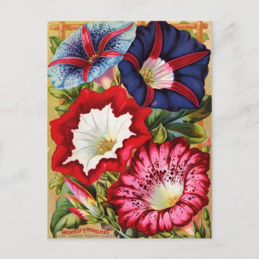 朝顔はがき ポストカード (正面)