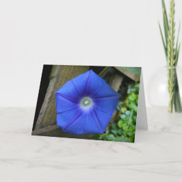 朝顔カード カード