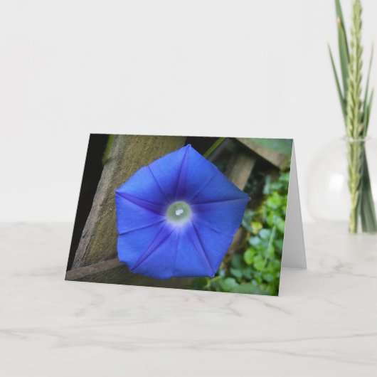 朝顔カード カード (正面)