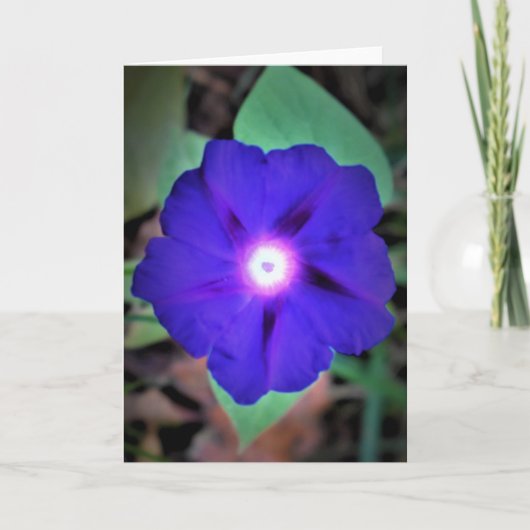 朝顔カード カード (正面)