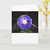 朝顔カード カード (黄色い花)