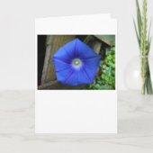 朝顔カード カード (正面)