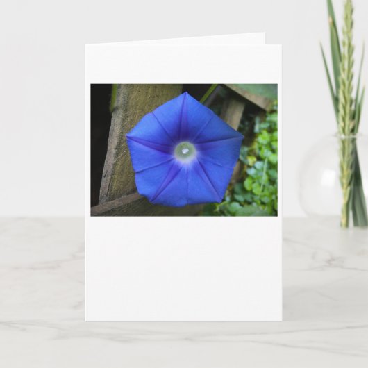 朝顔カード カード (正面)