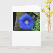 朝顔カード カード (黄色い花)