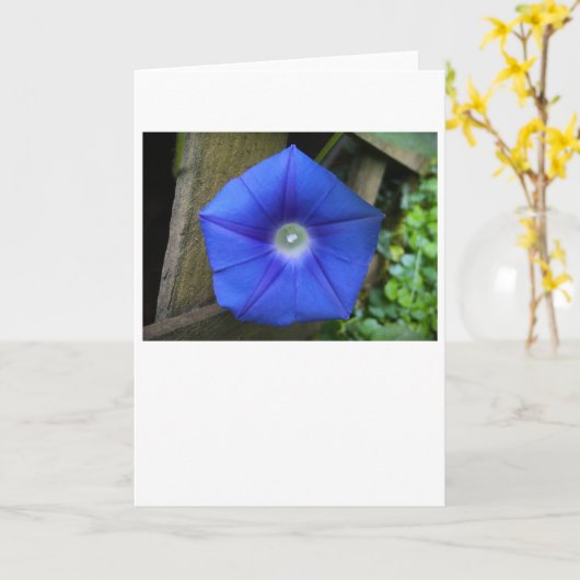 朝顔カード カード (黄色い花)