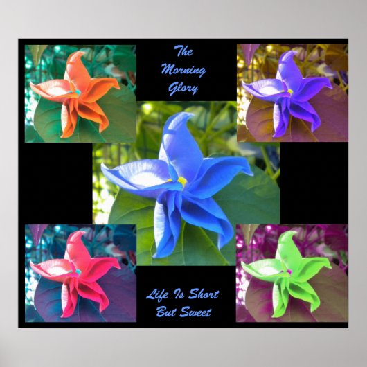 朝顔ポスター ポスター (正面)