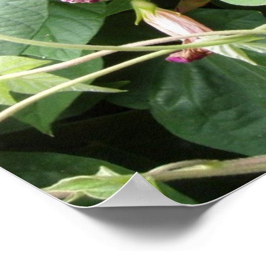 朝顔写真 ポスター (角)