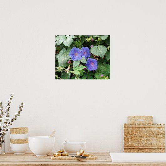 朝顔写真 ポスター (キッチン)