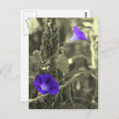 朝顔白黒花葉書 ポストカード (正面/裏面)