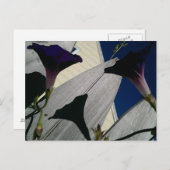 朝顔花はがき ポストカード (正面/裏面)