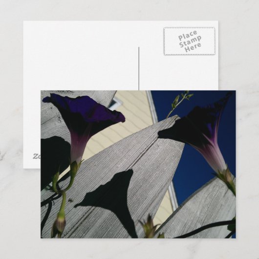 朝顔花はがき ポストカード (正面/裏面)