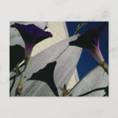 朝顔花はがき ポストカード (正面)