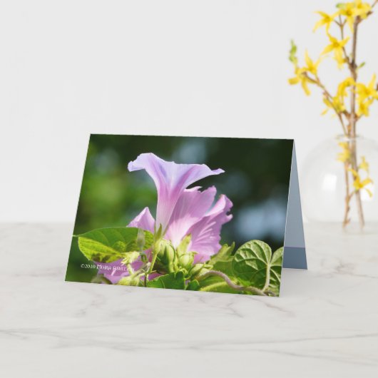 朝顔1 カード (黄色い花)