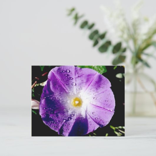 朝顔 – はがき (スタンド正面)