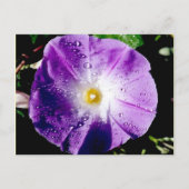 朝顔 – はがき (正面)