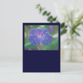 朝顔(アサガオ、Ipomoea Purpurea)花弁と露 ポストカード (スタンド正面)