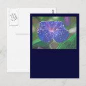 朝顔(アサガオ、Ipomoea Purpurea)花弁と露 ポストカード (正面/裏面)