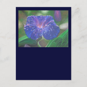 朝顔(アサガオ、Ipomoea Purpurea)花弁と露 ポストカード