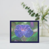 朝顔(アサガオ、Ipomoea Purpurea) 花弁と露 ポストカード (スタンド正面)