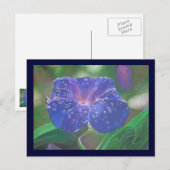 朝顔(アサガオ、Ipomoea Purpurea) 花弁と露 ポストカード (正面/裏面)