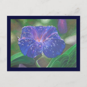 朝顔(アサガオ、Ipomoea Purpurea) 花弁と露 ポストカード