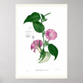 朝顔（アルギレイアsp） ポスター (正面)